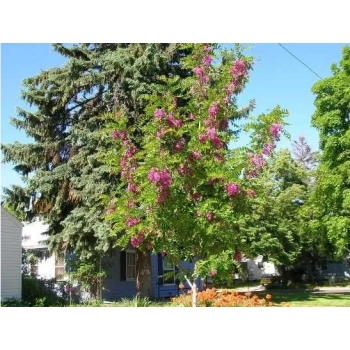 GROCHODRZEW AKACJA miododajne - sadzonki 130 / 150 cm